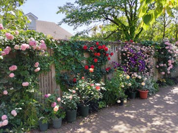 横浜イングリッシュガーデンに投稿された画像（2023/5/3）