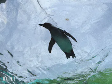 天王寺動物園に投稿された画像（2023/5/3）