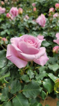 京成バラ園に投稿された画像（2023/5/3）