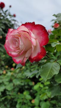 京成バラ園に投稿された画像（2023/5/3）