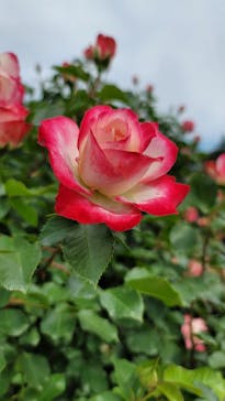 京成バラ園に投稿された画像（2023/5/3）