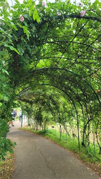 京成バラ園に投稿された画像（2023/5/3）