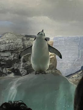 名古屋港水族館に投稿された画像（2023/5/3）