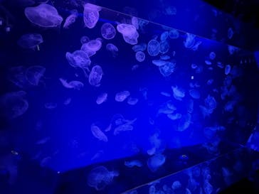 名古屋港水族館に投稿された画像（2023/5/3）