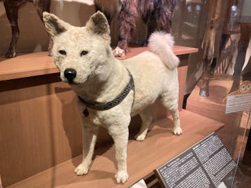 国立科学博物館に投稿された画像（2023/5/3）