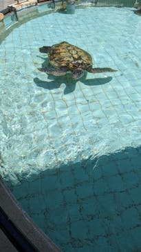 下田海中水族館に投稿された画像（2023/5/3）