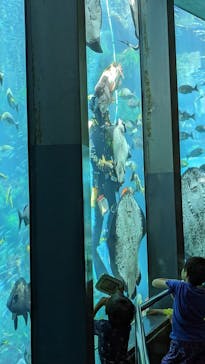 下田海中水族館に投稿された画像（2023/5/3）