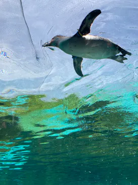 天王寺動物園に投稿された画像（2023/5/3）