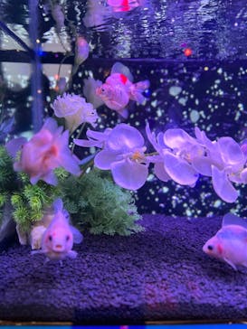 ネオパークオキナワに投稿された画像（2023/5/3）