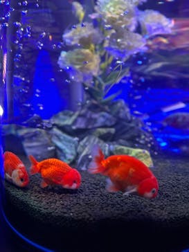 ネオパークオキナワに投稿された画像（2023/5/3）