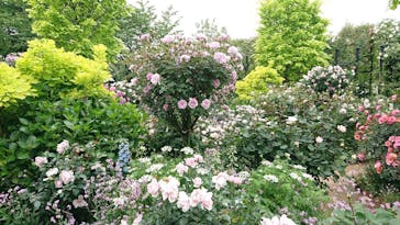 横浜イングリッシュガーデンに投稿された画像（2023/5/3）