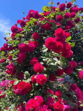 横浜イングリッシュガーデンに投稿された画像（2023/5/3）