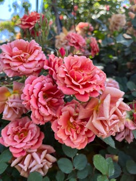 横浜イングリッシュガーデンに投稿された画像（2023/5/3）