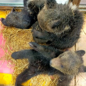 のぼりべつクマ牧場に投稿された画像（2023/5/3）