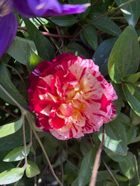 横浜イングリッシュガーデンに投稿された画像（2023/5/3）