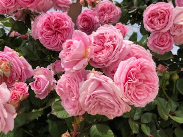 東武動物公園に投稿された画像（2023/5/3）