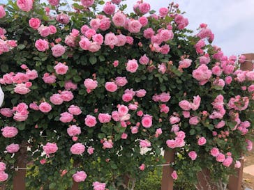 東武動物公園に投稿された画像（2023/5/3）