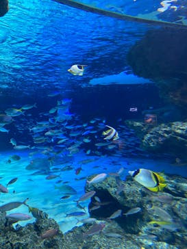 サンシャイン水族館に投稿された画像（2023/5/3）