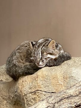 那須どうぶつ王国に投稿された画像（2023/5/3）