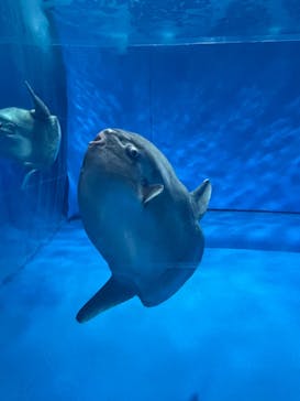 アクアワールド茨城県大洗水族館に投稿された画像（2023/5/3）