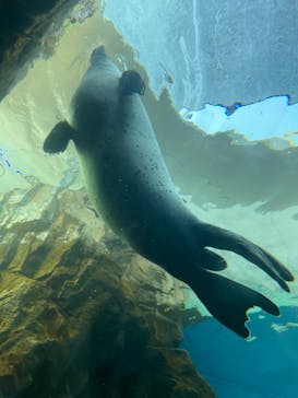 しながわ水族館に投稿された画像（2023/5/3）