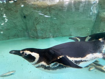 しながわ水族館に投稿された画像（2023/5/3）