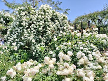 横浜イングリッシュガーデンに投稿された画像（2023/5/3）