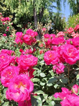 横浜イングリッシュガーデンに投稿された画像（2023/5/3）