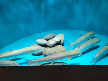 世界淡水魚園水族館　アクア・トトぎふに投稿された画像（2023/5/3）