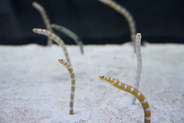 すみだ水族館に投稿された画像（2023/5/3）