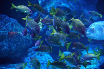 すみだ水族館に投稿された画像（2023/5/3）