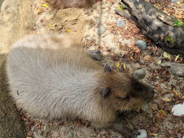 世界淡水魚園水族館　アクア・トトぎふに投稿された画像（2023/5/3）