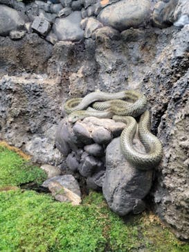世界淡水魚園水族館　アクア・トトぎふに投稿された画像（2023/5/3）