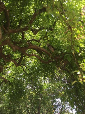 横浜イングリッシュガーデンに投稿された画像（2023/5/3）