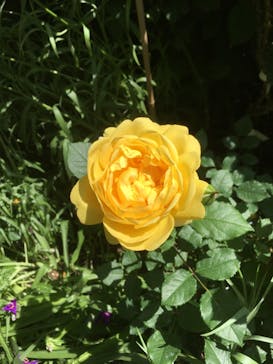 横浜イングリッシュガーデンに投稿された画像（2023/5/3）