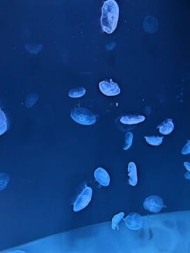 サンシャイン水族館に投稿された画像（2023/5/3）