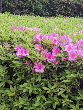 江戸東京たてもの園に投稿された画像（2023/5/3）