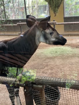 よこはま動物園ズーラシアに投稿された画像（2023/5/3）