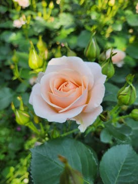 横浜イングリッシュガーデンに投稿された画像（2023/5/3）