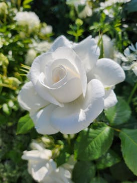 横浜イングリッシュガーデンに投稿された画像（2023/5/3）