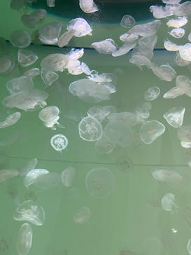 アクアワールド茨城県大洗水族館に投稿された画像（2023/5/3）