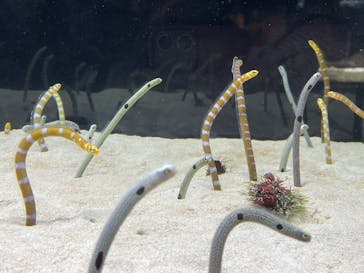 京都水族館に投稿された画像（2023/5/3）