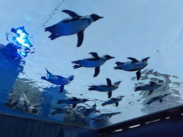 サンシャイン水族館に投稿された画像（2023/5/3）
