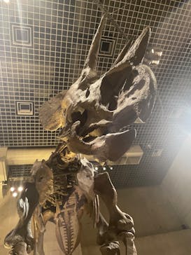 国立科学博物館に投稿された画像（2023/5/3）