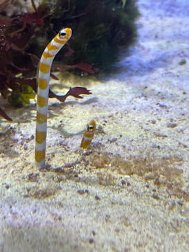 名古屋港水族館に投稿された画像（2023/5/3）