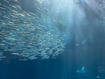 名古屋港水族館に投稿された画像（2023/5/3）