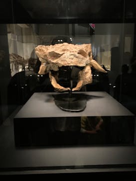 特別展「恐竜博2023」に投稿された画像（2023/5/3）