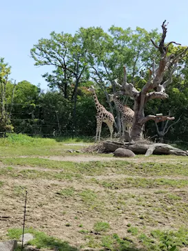天王寺動物園に投稿された画像（2023/5/3）