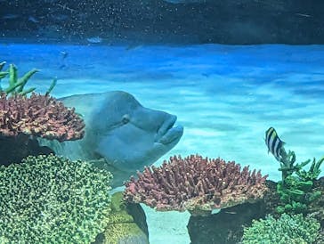 サンシャイン水族館に投稿された画像（2023/5/3）