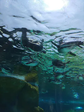 天王寺動物園に投稿された画像（2023/5/3）